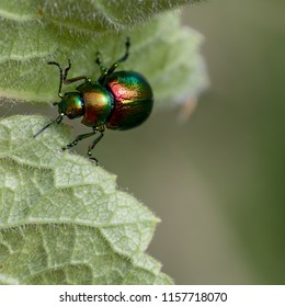 Tansy Beetle, York UK