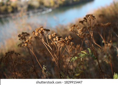 Tansy Flowers In The Autumn In The North Saskatchewan River Valley