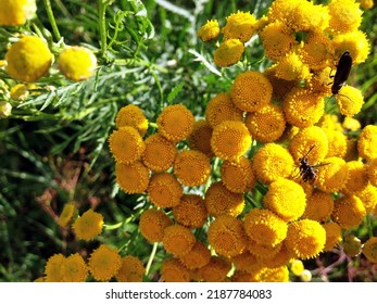 Tansy flowers. The close-up photo shows tansy flowers, insects crawl on the flowers.