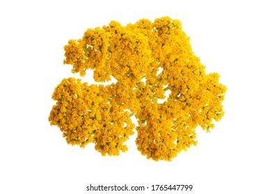 tansy isolated on white background