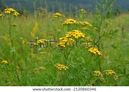 Tansy ordinary (Tanacetum vulgare) blooms in the meadow in the wild