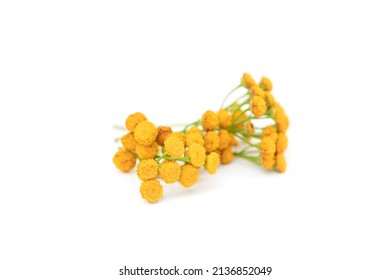Tansy. Tanacetum vulgare. Medical plant tanacetum vulgare with yellow flowers. Useful herb tansy for use in alternative medicine.