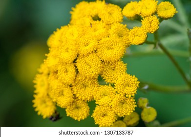 Tansy Tanacetum vulgare is a perennial herbaceous flowering plant in the aster family. It is also known as ordinary tansy, bitter buttons, bitter cows or golden buttons.