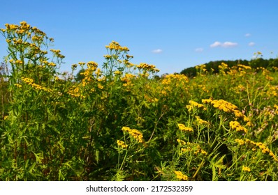 Tansy (Tanacetum vulgare) yellow flowers on the meadow.Medical herb tansy.Herbal medicine,
medicinal plants and herbs concept.Selective focus.