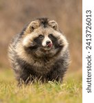 The tanuki, also known as the Japanese raccoon dog, is a real animal native to East Asia. In Japanese folklore, tanuki are often depicted as shape-shifters with mischievous and magical abilities.