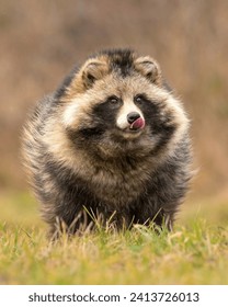 The tanuki, also known as the Japanese raccoon dog, is a real animal native to East Asia. In Japanese folklore, tanuki are often depicted as shape-shifters with mischievous and magical abilities.