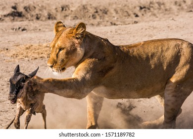 Tanzania, Female Lion Catching A Very Young, New Born Baby Wildebeest