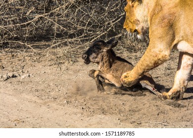 Tanzania, Female Lion Catching A Very Young, New Born Baby Wildebeest