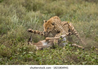 46 Cheetah pounce Images, Stock Photos & Vectors | Shutterstock