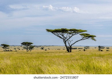 Tanzania - Serengeti National Park - Typical African Savannah with Acacia tree - Powered by Shutterstock