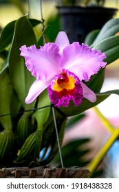 Tao Dan Park, HCM City, Vietnam - February 14, 2021: Close up orchid Cattleya flowers are displayed at a flower contest in Tao Dan Park during the Lunar New Year 2021