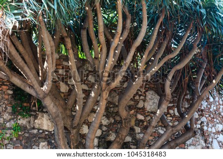 Similar – Image, Stock Photo Palm trees, Italy, summer,