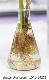 Tap Root And Fibrous Root For Education In Lab.