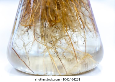 Tap Root And Fibrous Root For Education In Lab.