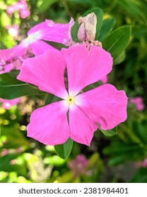 tapak dara is an annual shrub that originates from madagascar ,but has spread to various other tripical areas.  itu scientific nama is catharanthus roseus don.