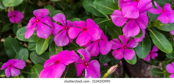 917 Dara flower Images, Stock Photos & Vectors | Shutterstock