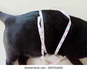 Tape Measure On Fat Cat Body 