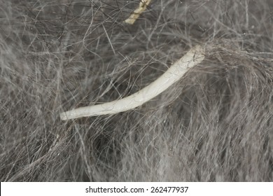 Tapeworm, Cestoda Crawling In Cat Fur