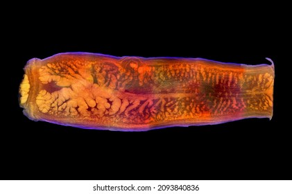 Tapeworm segment, high resolution medical image black background. Taenia saginata proglottid found in humans.