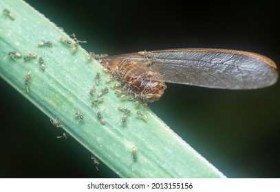 Tapinoma Melanocephalum Ants Feeding On Dead Alate Fly Ant.