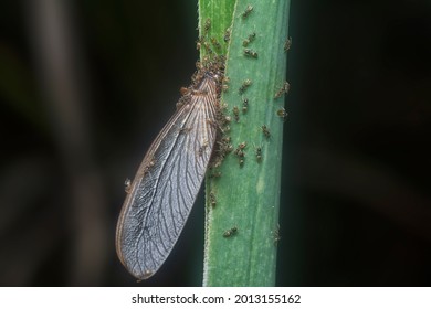 Tapinoma Melanocephalum Ants Feeding On Dead Alate Fly Ant.