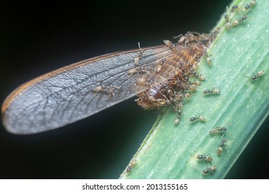 Tapinoma Melanocephalum Ants Feeding On Dead Alate Fly Ant.