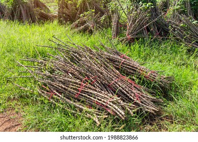 Tapioca Fields. Grow Cassava. Preparing For Cassava Field Planting, Bunches Of Breeding Sapling Of Cassava In Plant,