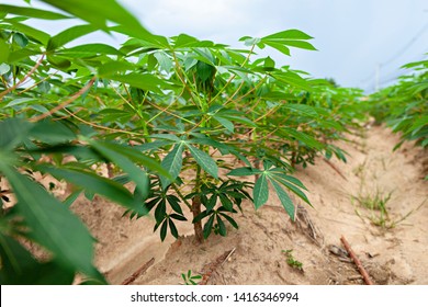 Tapioca fields on natural background. Grow cassava. Season of planting cassava. Mixed garden between cassava and rubber trees. Concept of planting cassava.
