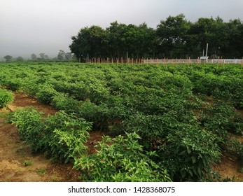 Tapioca fields on natural background. Grow cassava. rainy season in thailand.