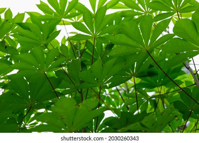 Daun Ubi Images Stock Photos Vectors Shutterstock
