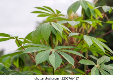 Tapioca Plant Leaves On Selective Focus