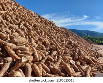 Tapioca Root Cassava Form Thailand