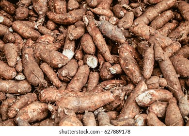 Tapioca Root,Cassava