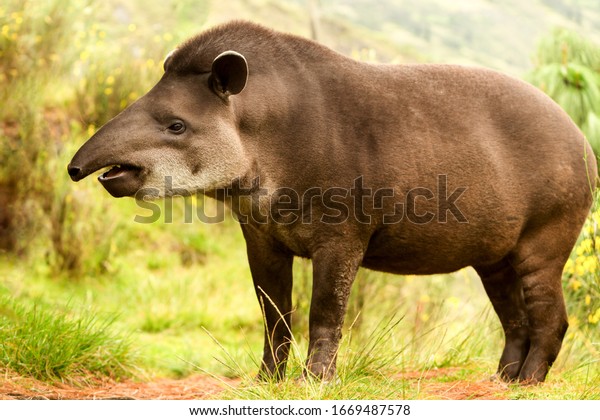 tapir america south tapirus mountain pinchaque\
wild ecuador adult female mountain tapir in the wood shot in the\
ecuadorian highlands of andes tapir america south tapirus mountain\
pinchaque wild ecuado