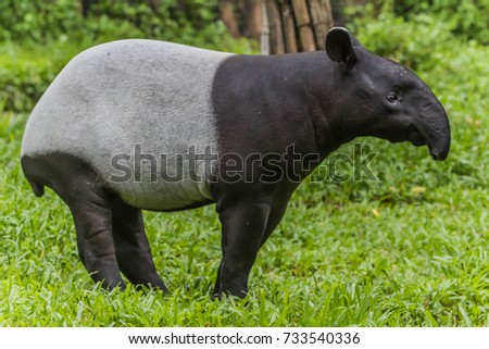 Tapir is a mammal that feeds on large plants. Tapiridae is present in Tapiridae, only one species is Tapirus. There are 4 species. Stock photo © 