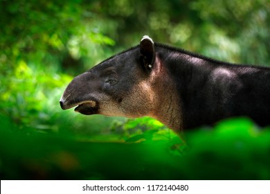 Tapir in nature. Central America Baird's tapir, Tapirus bairdii, in green vegetation. Close-up portrait of rare animal from Costa Rica. Wildlife scene from tropical nature. Detail of beautiful mammal.