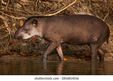 Tapir In A River Bank In The Brazilian Amazon