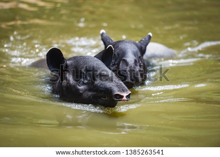tapir swimming on the water in the wildlife sanctuary / Tapirus terrestris or Malayan Tapirus Indicus