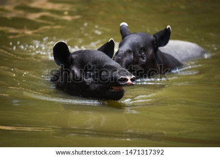 tapir swimming on the water in the wildlife sanctuary / Tapirus terrestris or Malayan Tapirus Indicus , selective focus