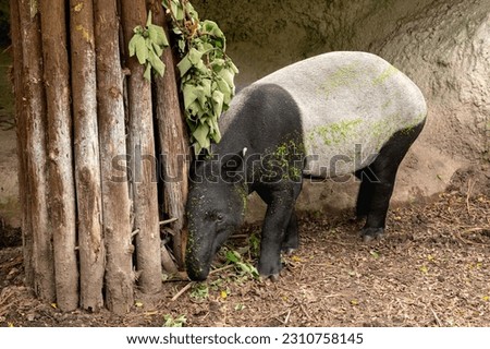Tapir (Tapiridae) foraging for foods on the ground. Stock photo © 