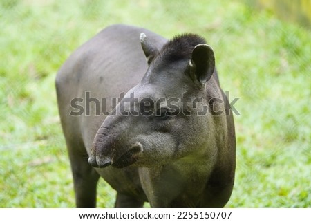 Tapir (Tapirus bairdii) Tapiridae family. Amazonas, Brazil Stock photo © 