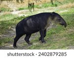 A tapir walking in a safari in Mexico. Close-up portrait of baird