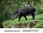 A tapir walking in a safari in Mexico. Close-up portrait of baird