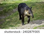 A tapir walking in a safari in Mexico. Close-up portrait of baird