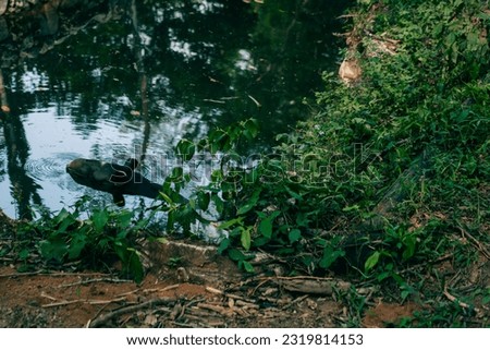 Tapir in the water. South American tapie Tapirus terrestris. High quality photo