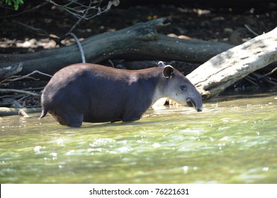 Tapir, Wild Adult Male In River , Corcovado National Park, Costa Rica, Central America