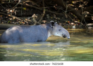 Tapir, Wild Adult Male In River, Corcovado National Park, Costa Rica, Latin America. Exotic Looking Mammal Similar Elephant Horse In Tropical Lush Jungle