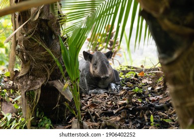 Tapir In Wild Nature. Corcovado National Park. Focus On The Tapir.