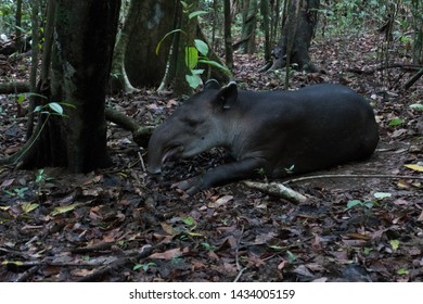 Baird’s Tapir In The Wild In Tropical Rainforest Corcovado National Park Costa Rica