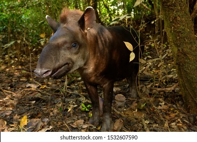 Tapir In Yasuni National Park, Ecuador